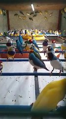 gouldian finch singing birds by Taimoor...