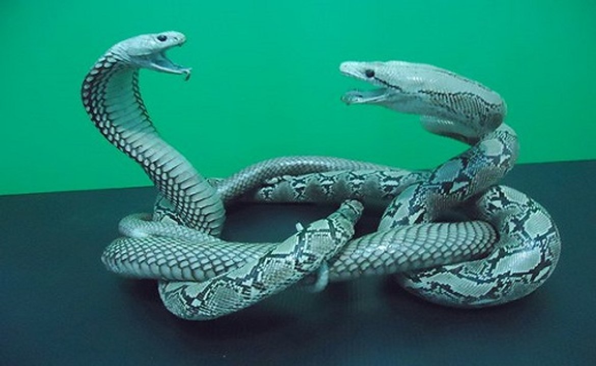 Confrontos Mortais Entre Cobra Rei E Piton