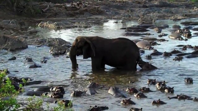 Cet hippopotame fait tout pour embêter un éléphant en lui mordant la queue !