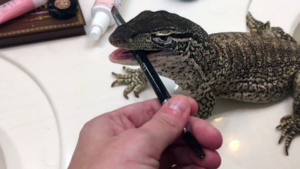 Ce lézard ne veut pas lâcher le maquillage de madame !