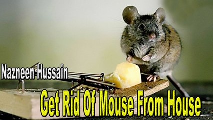 Get Rid of Mouse From House (Homemade Remedies)