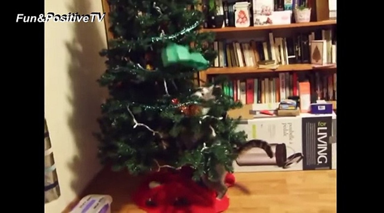 Cat vs Christmas Tree - Funny Cats Videos Compilation 2017 [CUTE]
