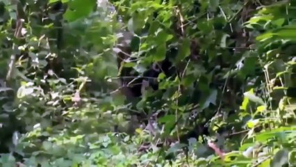 Mùa giao phối của các loài Thú  Động Vật Hoang Dã |  Thuyết Minh