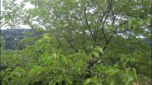 Beşikdüzü Aksaklı Köyü