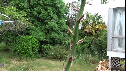 CHRISTMAS ELF on ANAL BEAD TREE