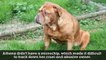 Dog Found Buried Alive Defies Her Abuser By Living An Awesome Life