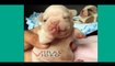 JUST WATCH These Cute Baby Animals - Cute Animal Babies Videos 2017