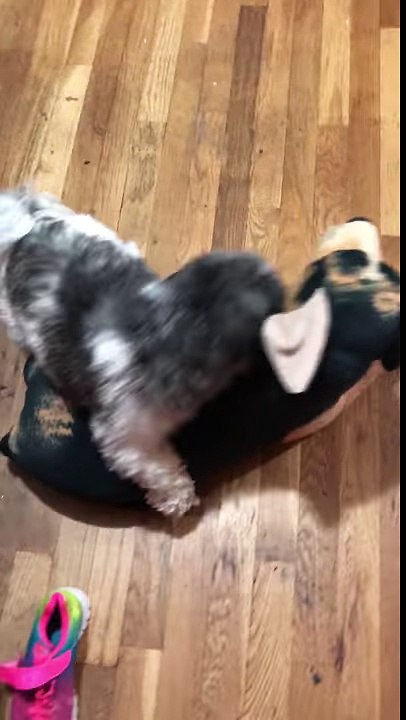 Terror Dog fight