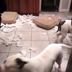 One Guilty Dog Makes A Big Mess