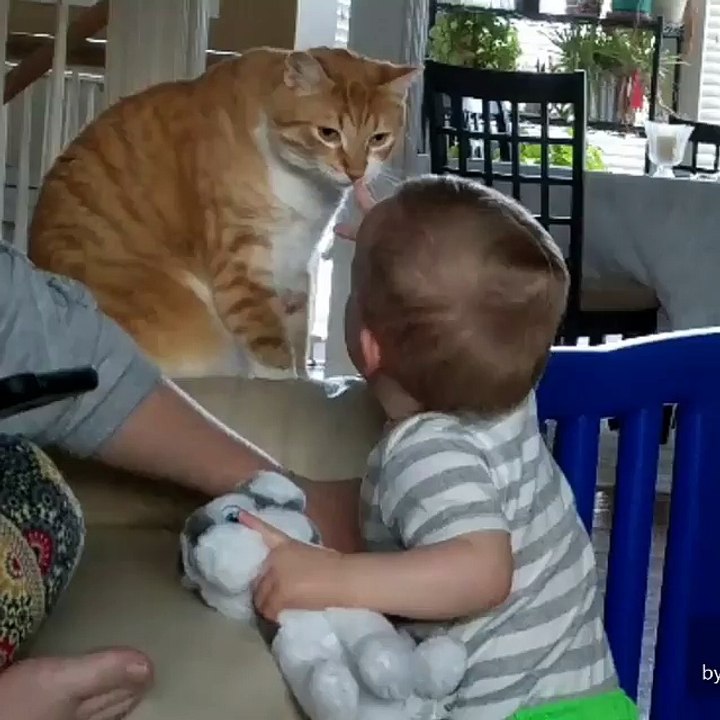 Ginger Cat Attacks Baby video Dailymotion