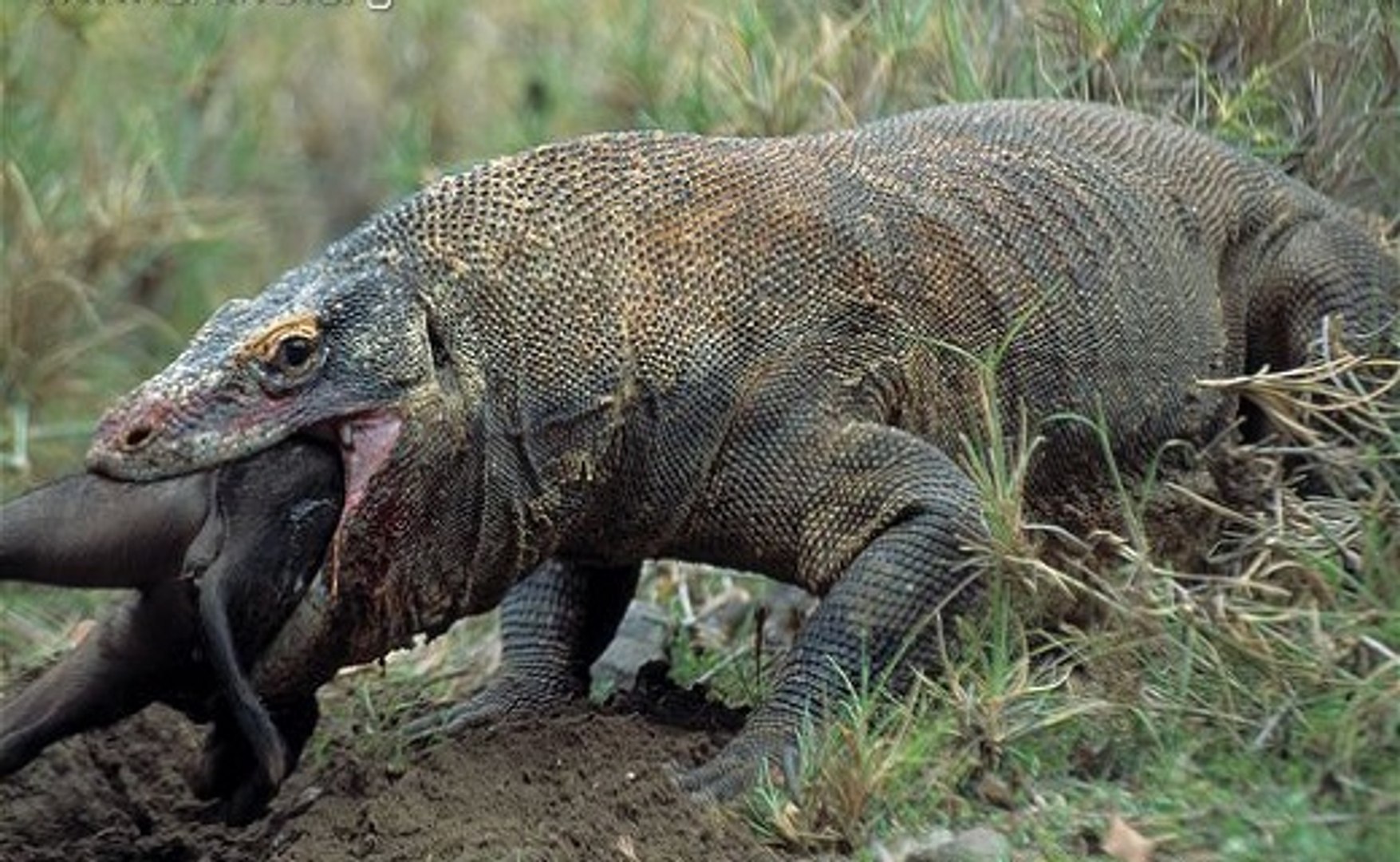 Assustador - Dragão de Komodo Ou Demónio Da Indonésia - Vídeo Dailymotion