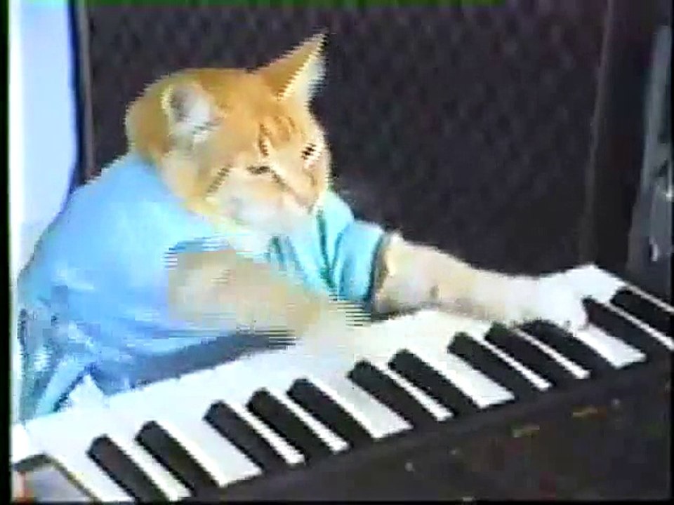 keyboard cat original