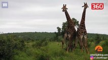 Duel titanesh ne xhungel/ Menyra spektakolare sesi ndeshen gjirafat (360video)