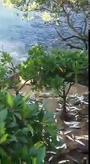 INSIDER THAILAND-Fishermen recorded the event before the tsunami.