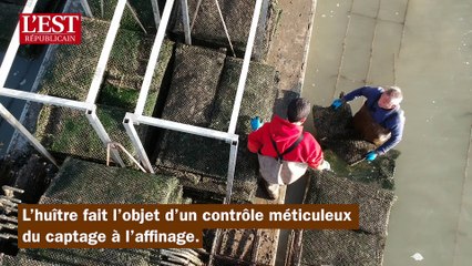 De Marennes à Nancy sur la route des huîtres