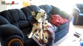 Most Funny Talking Dog Videos Compilation 2014 [NEW]-hiMjgLaN9cY.CUT.00'34-01'10