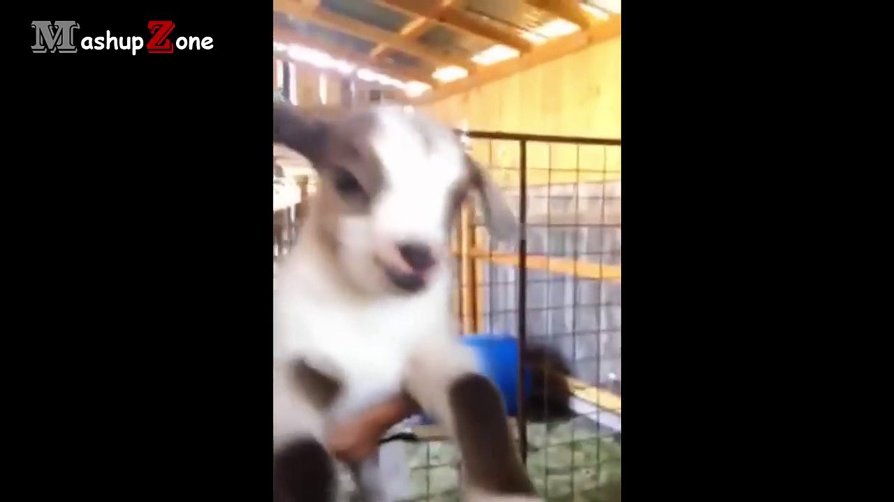 Cute Baby Goats - A Cute And Funny Baby Goats Compilation _ NEW HD-JmGSCIy7-kk.CUT.01'09-01'45