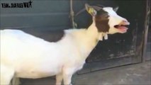 Funny Goats Screaming like Humans-nlYlNF30bVg.CUT.00'00-00'35