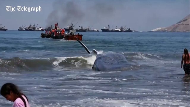 Giant beached blue whale saved by fishermen off Chile coast