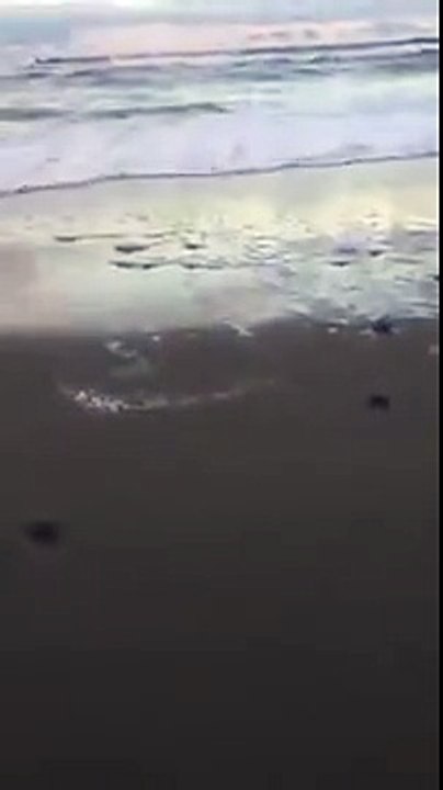Turtle Hatchlings Make Their Way to Sea in Melbourne Beach, Florida