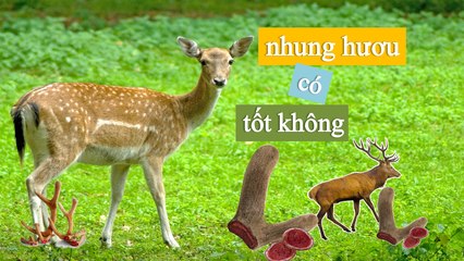 [NhungHươuShop.com] Nhung hươu có tốt không?