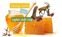 [NhungHuouShop.com] Nhung hươu tươi ngâm mật ong rất tốt cho sức khỏe