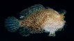 Incroyable et terrifiant, voici le poisson-grenouille, animal préhistorique encore en vie dans nos océans