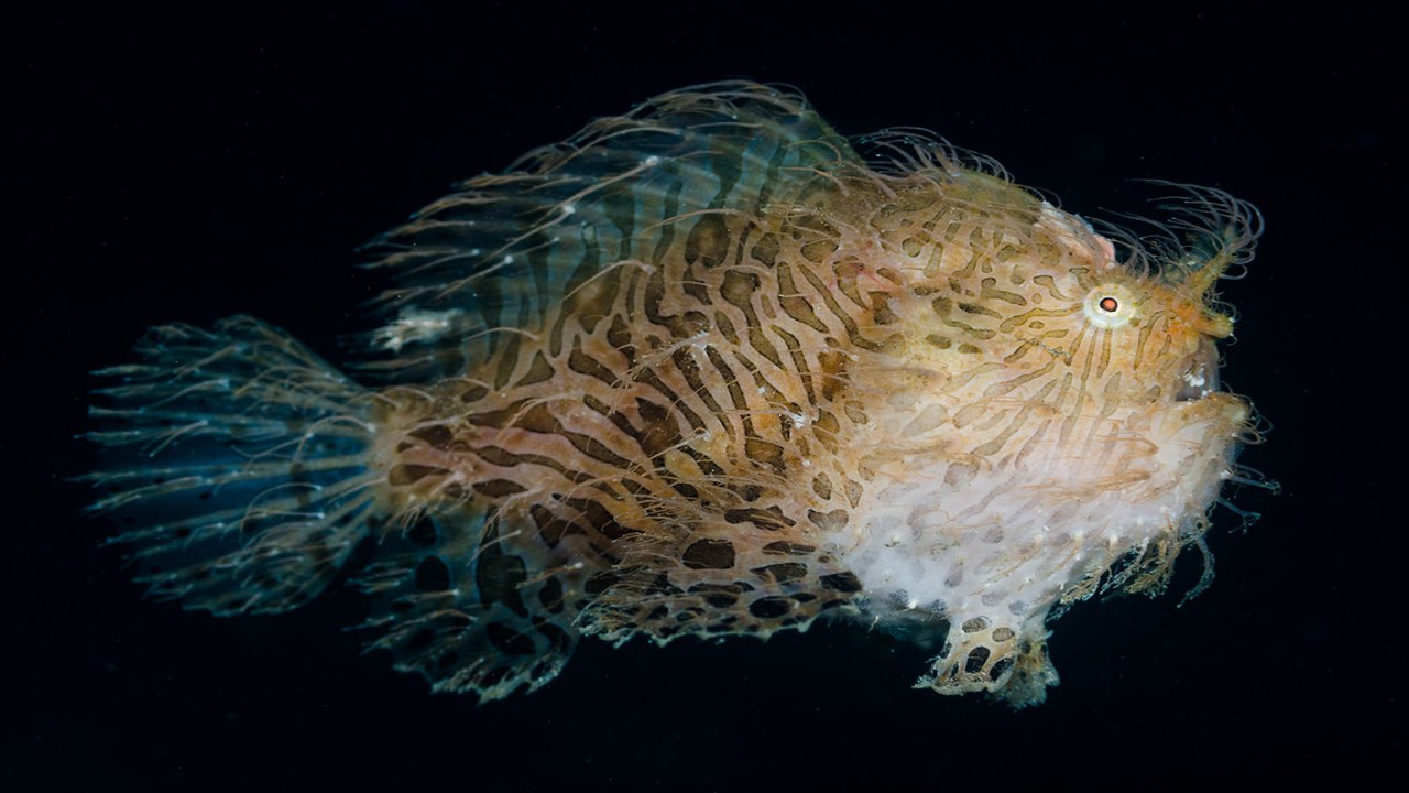 Incroyable et terrifiant, voici le poisson-grenouille, animal préhistorique encore en vie dans nos océans