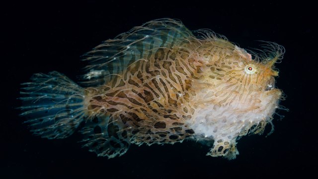 Incroyable et terrifiant, voici le poisson-grenouille, animal préhistorique encore en vie dans nos océans