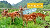 [NhungHuouShop.com] Nhung Hươu Hương Sơn Hà Tĩnh Có Tốt Không?