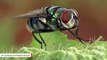 Study Finds Flies Are More Potent Disease Carriers Than Previously Believed