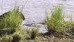 Crocodile Attack Complication | Amazing Hippo To Rescue Wild beast From Crocodile Attack