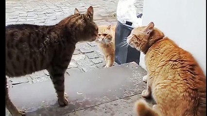 Cute pets, funny cat fight sound and play compilation video