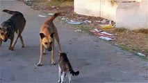 funny animals cats and dogs - cool cat - Cat wins two Dogs - cats and dogs funny videos