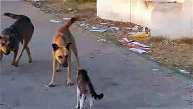 funny animals cats and dogs - cool cat - Cat wins two Dogs - cats and dogs funny videos