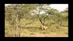 Lion vs Zebra Real fight |  Animals attack Complication 2017