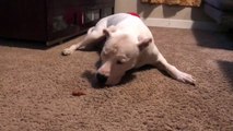 Curious Puppy Has Confused Reaction to Piece of Paper