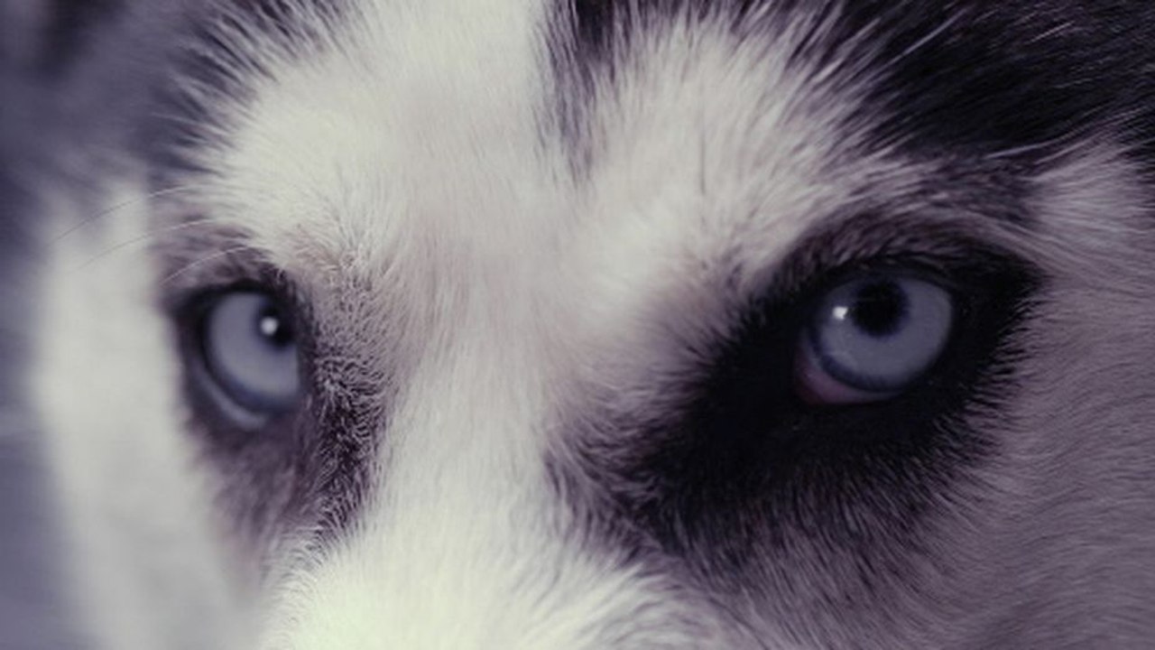 La Vie Secrète des Chiens - HD ST (2013)