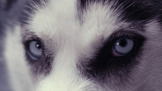 La Vie Secrète des Chiens - HD ST (2013)