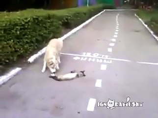 Chien VS chat mort... Enfin c'est ce qu'on croit