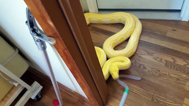 Il vit avec un python géant de plus de 4m dans son appartement