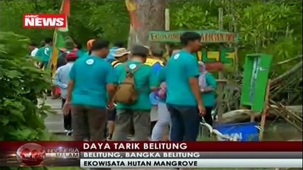Daya Tarik Ekowisata Hutan Mangrove di Belitung