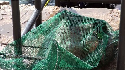 Clean-up dives, recycling: Lebanese respond to garbage crisis