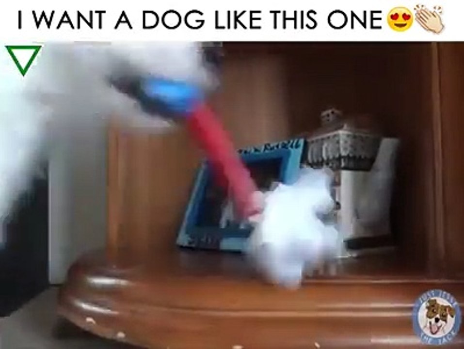 Dog servant