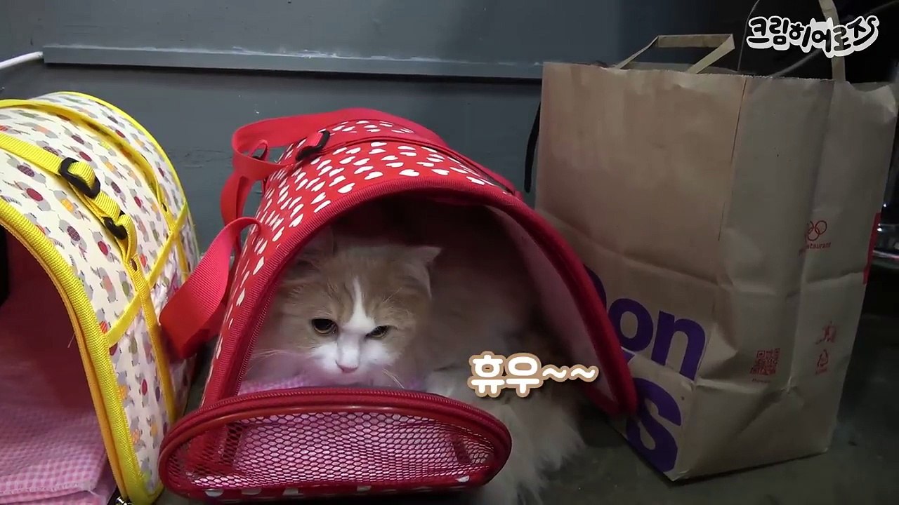 유명잡지에 등장! 고양이 촬영 날