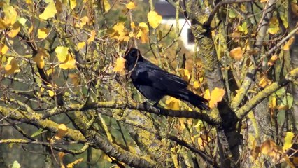 Rabe in einem Baum am Stadtrand | Dillingen/Saar (2017)