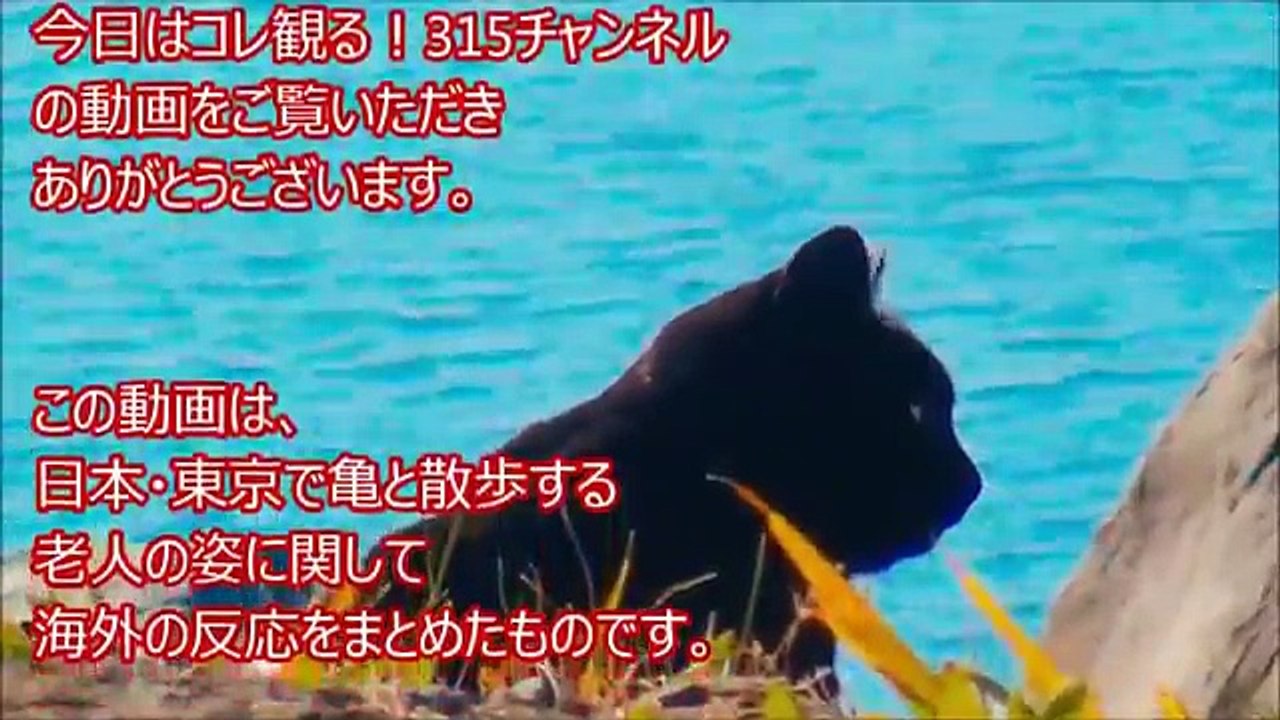【海外の反応】まるで日本の亀仙人！？おじいちゃんと巨大亀が仲良し散歩！その光景に外国人驚愕＆ほっこり！