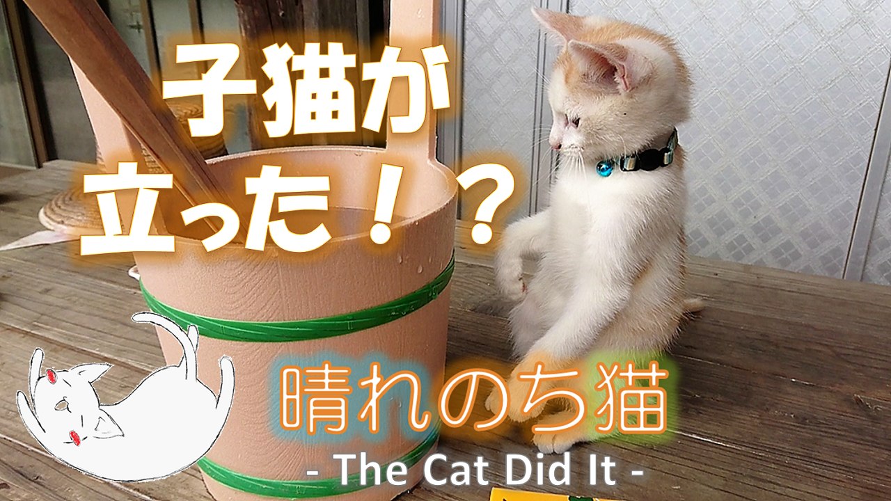 Kitten standing with two legs 22 ２本足で立つ子猫の可愛いこと