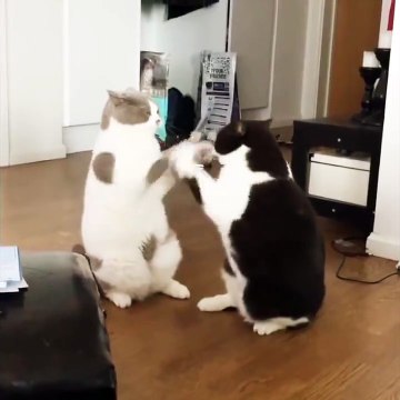 Ces chats sont en mode miroir. Jeu de pattes parfaitement synchro