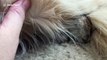 Super cute baby prairie dog cuddling up with golden retriever